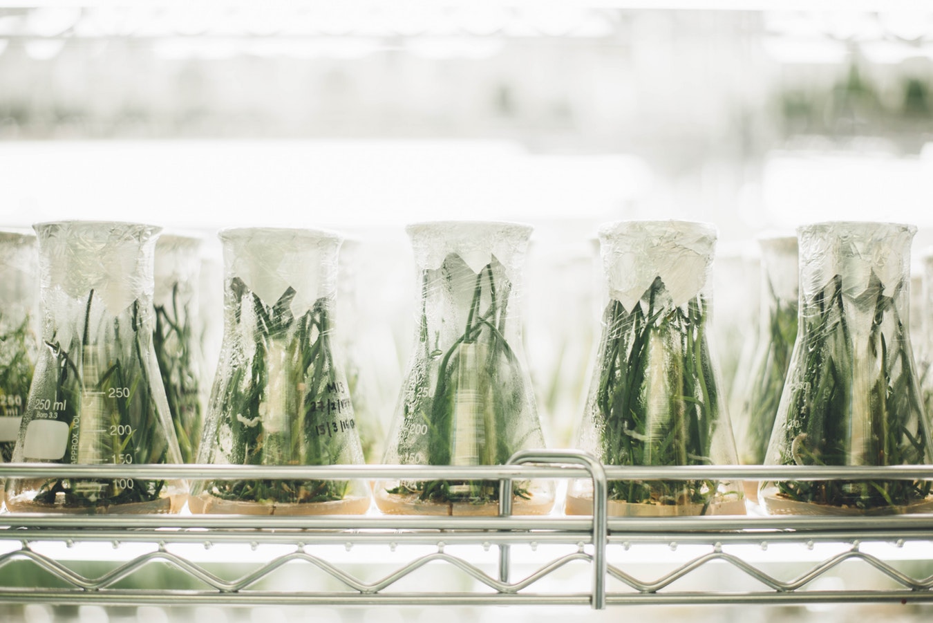 Green plants in large sealed beakers in a laboratory